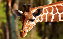 Archív ZOO Zlín
