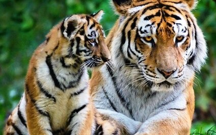 TROPICARIUM A ZOO BUDAPEŠŤ