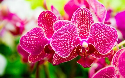 VÝSTAVA ORCHIDEÍ V KLOSTERNEUBURGU