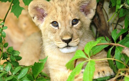 ZOO OLOMOUC