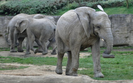 ZOO ZLÍN A ZÁMOK LEŠNÁ